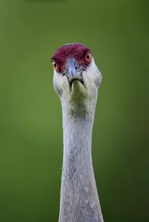 Funny Bird face funny expression 🤣