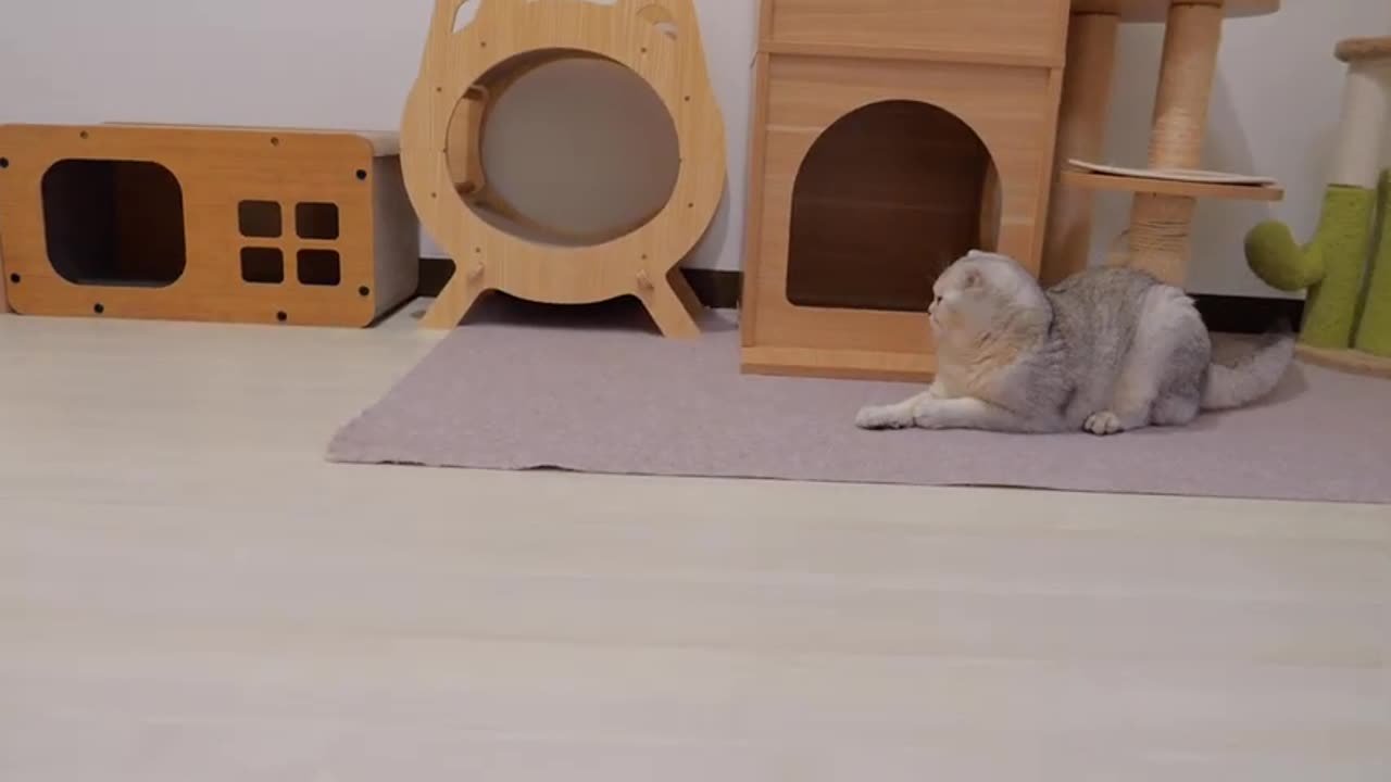 It was so cute to see the mischievous kitten chasing his big brother!