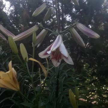 Unusual lily