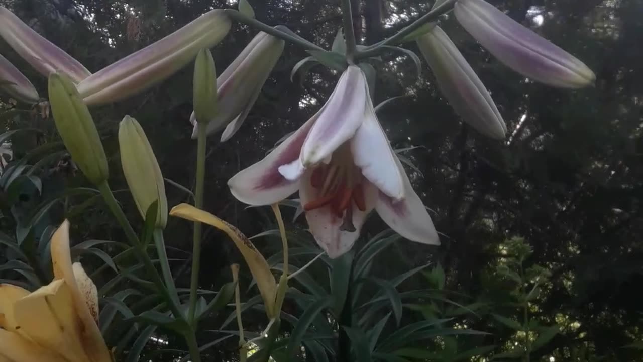 Unusual lily