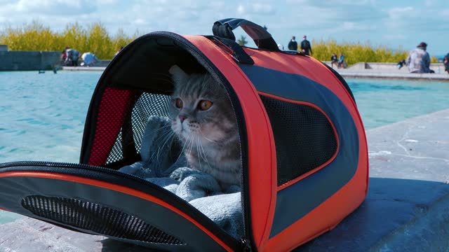 A Spy cat inside a pet carrier beside swimming Pool