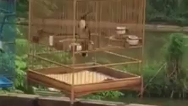 two birds singing and dancing