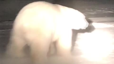 Dog and Polar Bear Encounter