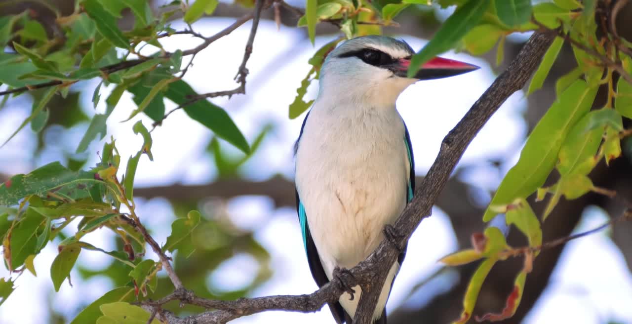 Breathtaking Colorful Birds of the Rainforest2 clips.KusmqD