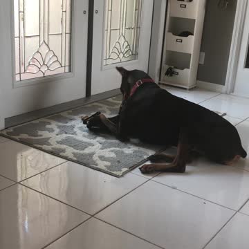 Vicious Dobbie vs Chi