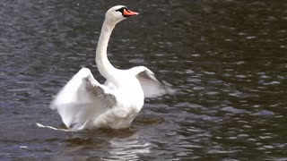 this swan is playing and diving.