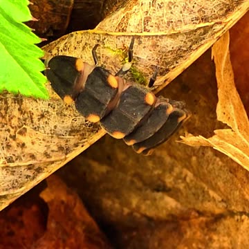 Firefly larva in nature.