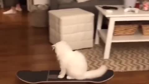 cat andanyde skate indoors