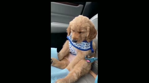 Funny dog compilation 🤣Funny Dog Videos 2021🤣 🐶 try not to LAUGH | Dogs iland
