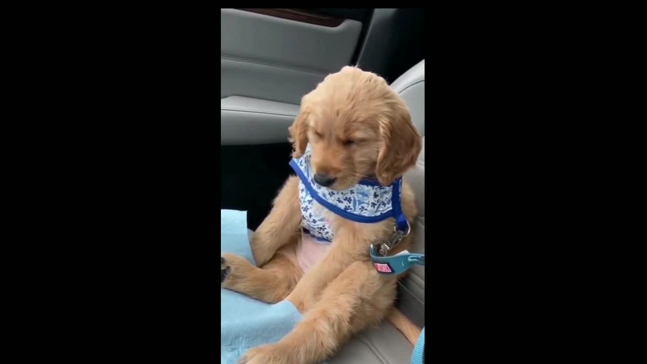 Funny dog compilation 🤣Funny Dog Videos 2021🤣 🐶 try not to LAUGH | Dogs iland