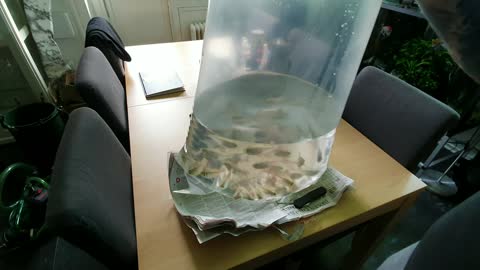 30 Mini Piranhas In 70 gallon AquaScape Fish Unboxing!