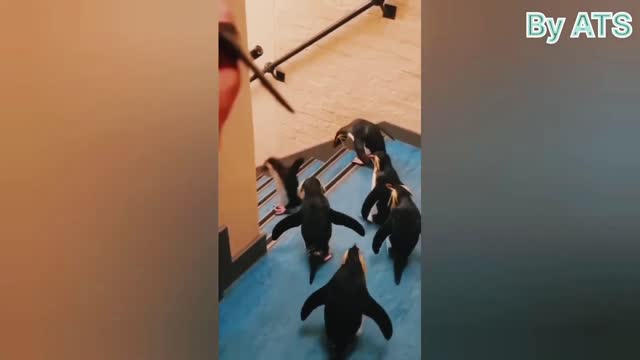 Funny cat videos