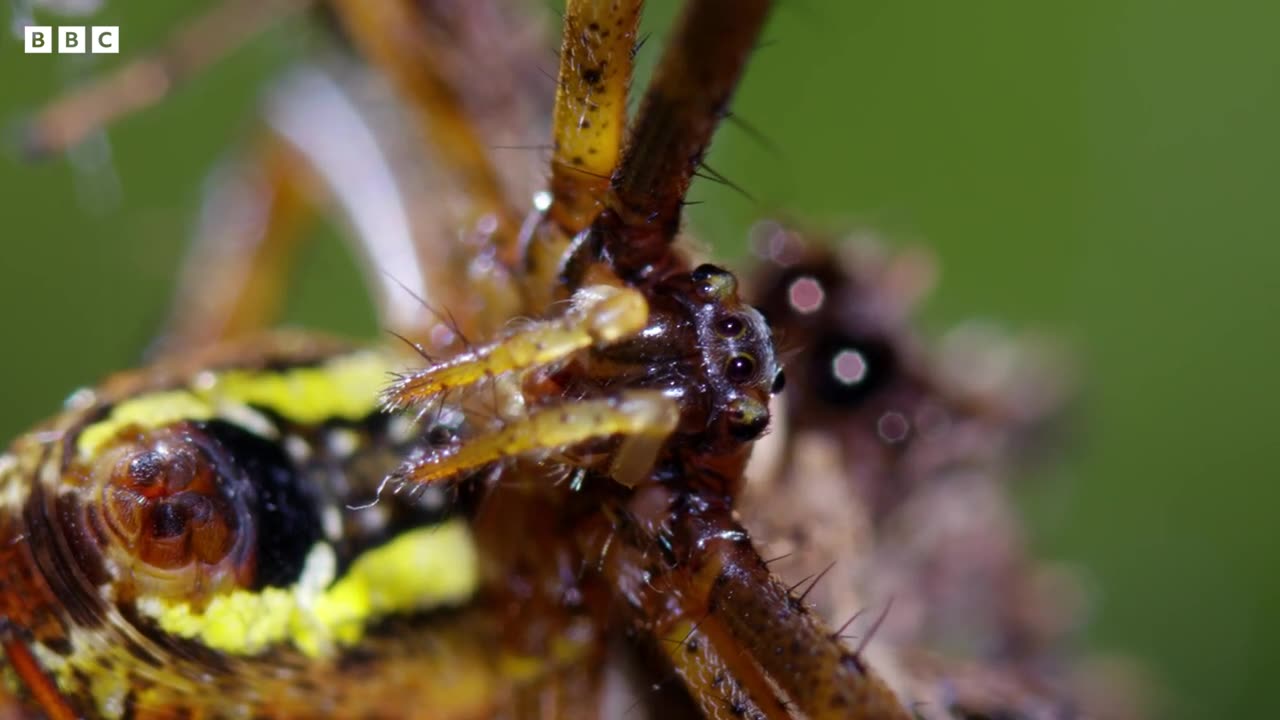 Spider With Three Super Powers | 4KUD | The Hunt | BBC Earth