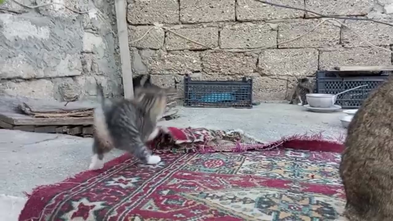 Cute baby kittens are playing 😂 Funny kittens