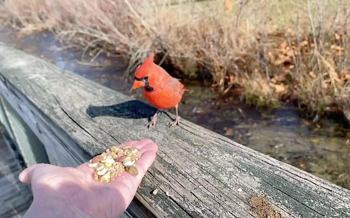 Hand-Feeding the Northern Cardinal in Slow Motion.