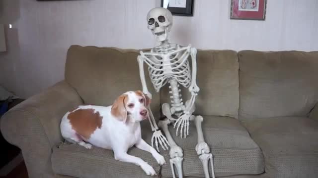 Halloween prank: Skeleton Scares Dog