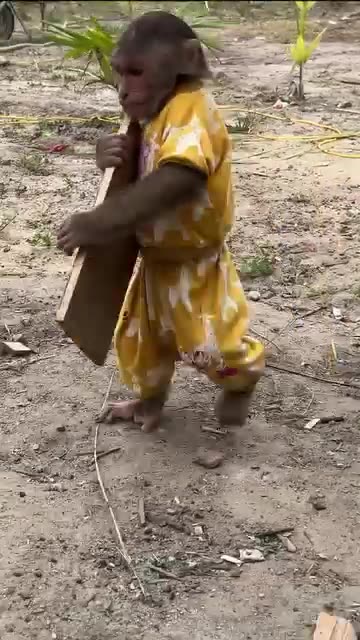 Monkey helps gather wood to prepare Christmas meal