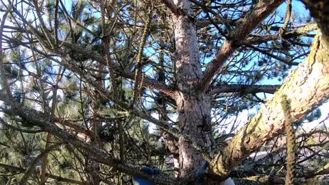 Rescuer Climbs Tree to Save Noisy Kitty