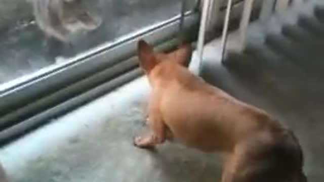 Aggresive dog vs Poor cat fight😣