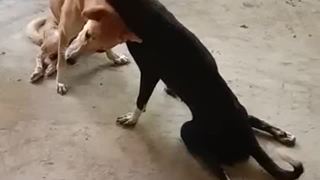 My street dogs are playful and lovely