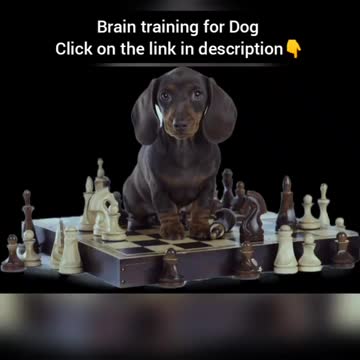 Dog training funny video