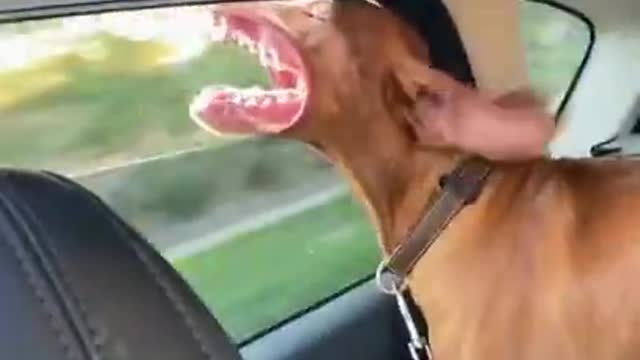 Best Sounds Your Dog Loves | Sounds that attract dogs