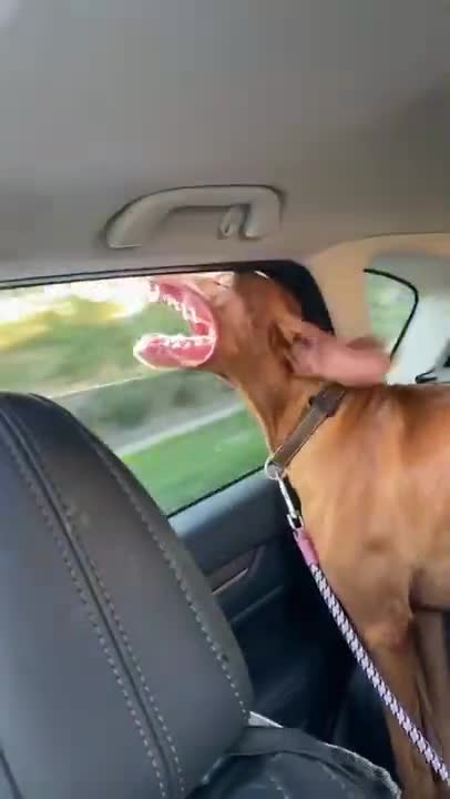 Best Sounds Your Dog Loves | Sounds that attract dogs