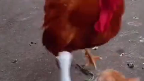 Cute Cat Fight with Hen 😂😂