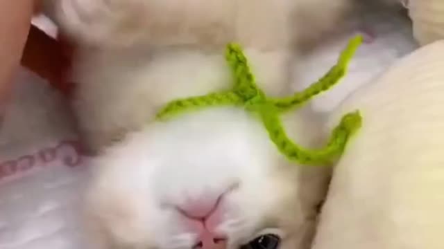 Cute baby Cat Oddly Satisfying Video