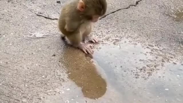 Poor baby monkey