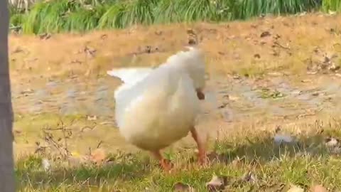Funny animals video