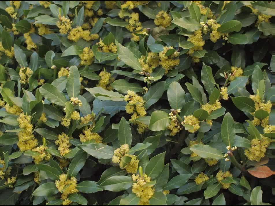 Louro ( Laurus nobilis ) serve para inflamações no fígado