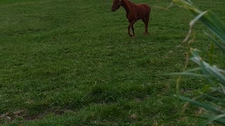 Lexington Kentucky Horses