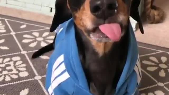 A dog with its tongue sticking out