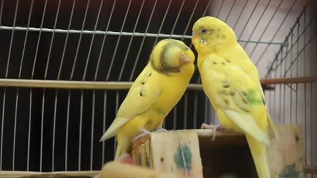 The cutest and most beautiful birds