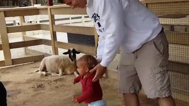 Collab copyright protection - red shirt girl fall off goat pet zoo