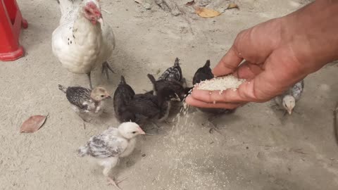 Backyard Chickens feeding