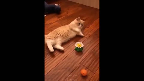 Funny Cats vs Dogs Compilation