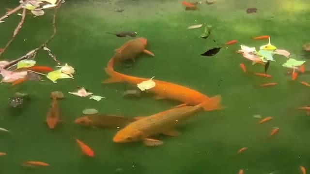 How many goldfish