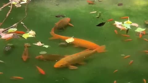 How many goldfish