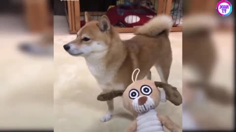 Cute Dog reaction to playing toy