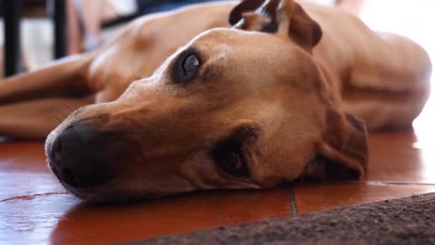 Dog sleeping on the floor