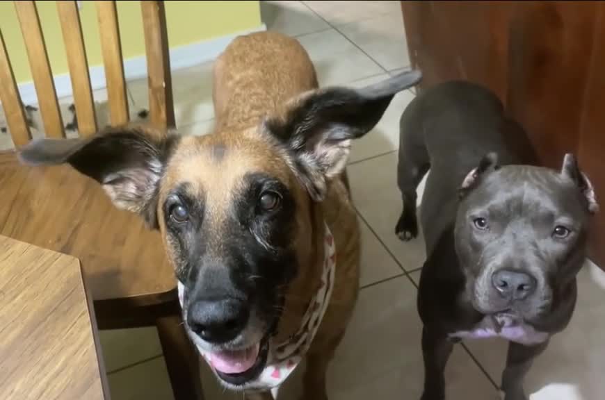 Dog Hilariously Bounces Ears To The Beat