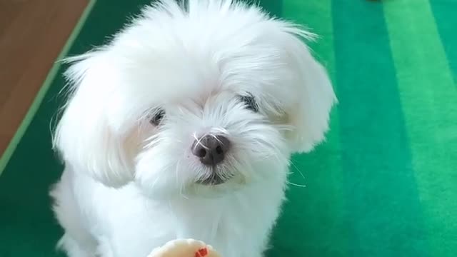 Three cute actions of a dog to eat snacks.