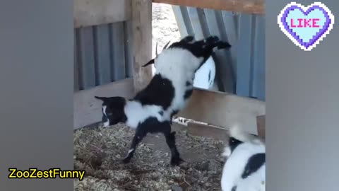 Funniest Farm Animals #1