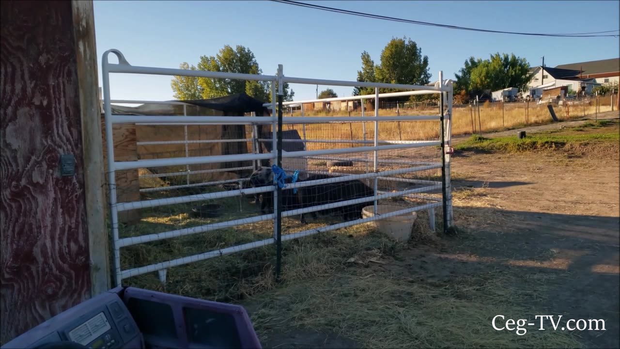 Graham Family Farm: Chores with Sally