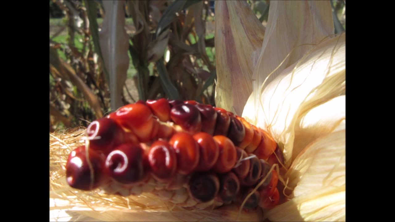 Fabulous Reds Red Corn Cob Sept 2022