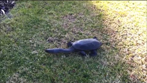 Oblong Turtle