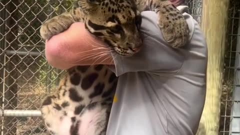 The rare clouded leopard #shorts #shortvideo #video #virals #videoviral