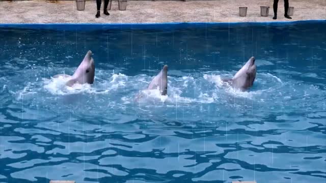 The difference between whales, dolphins